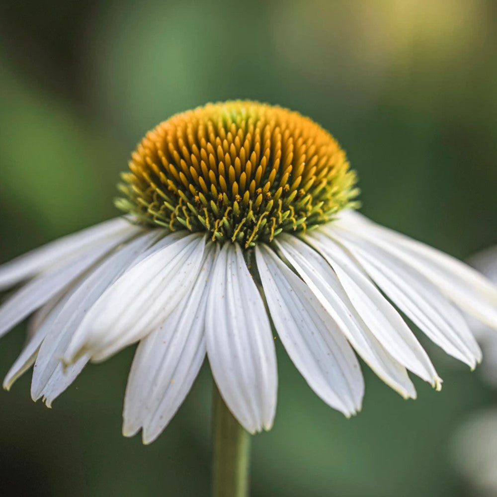ECHINACEA