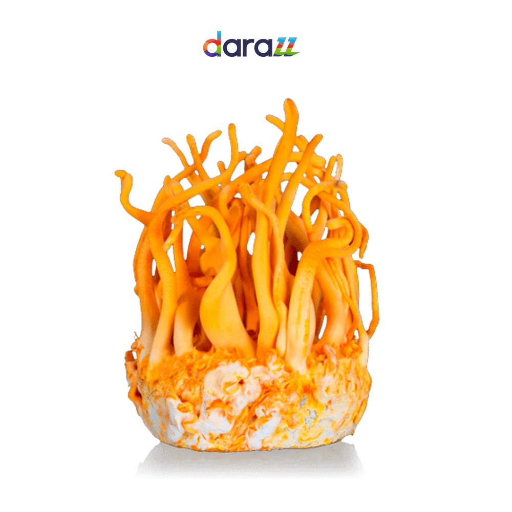 CORDYCEPS