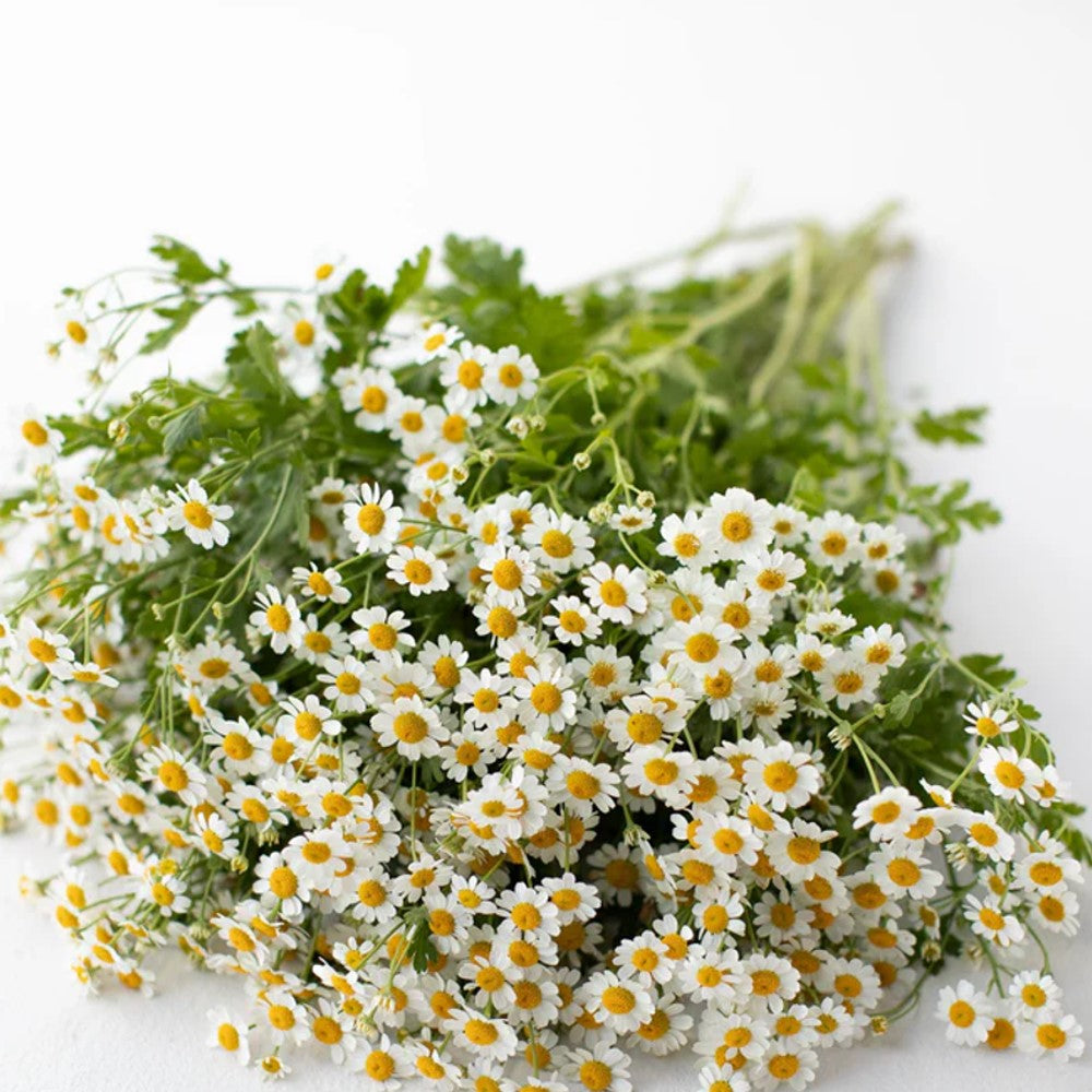 FEVERFEW