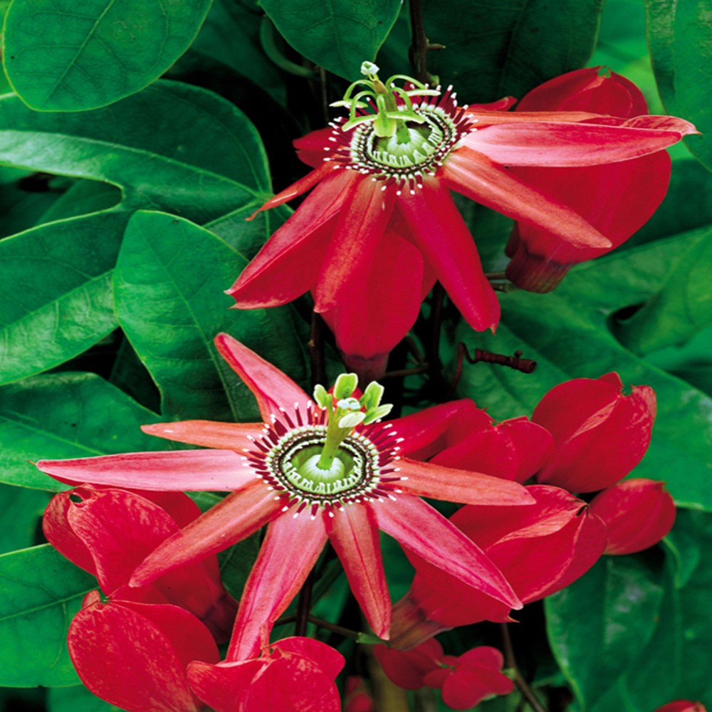 Picture Idea: Passion Flower Supplement For Anxiety Sleep Stress Relief
