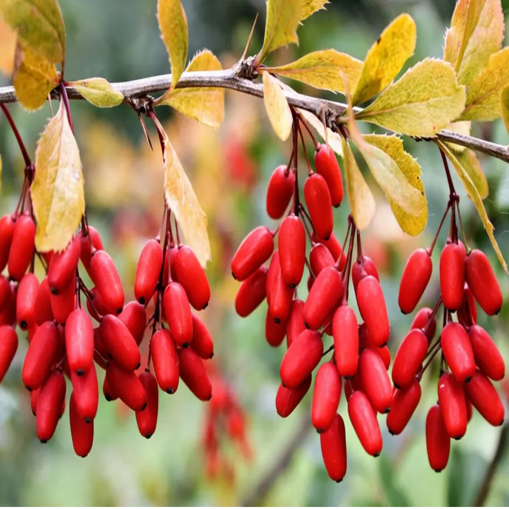 BERBERINE