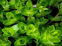 BACOPA MONNIERI