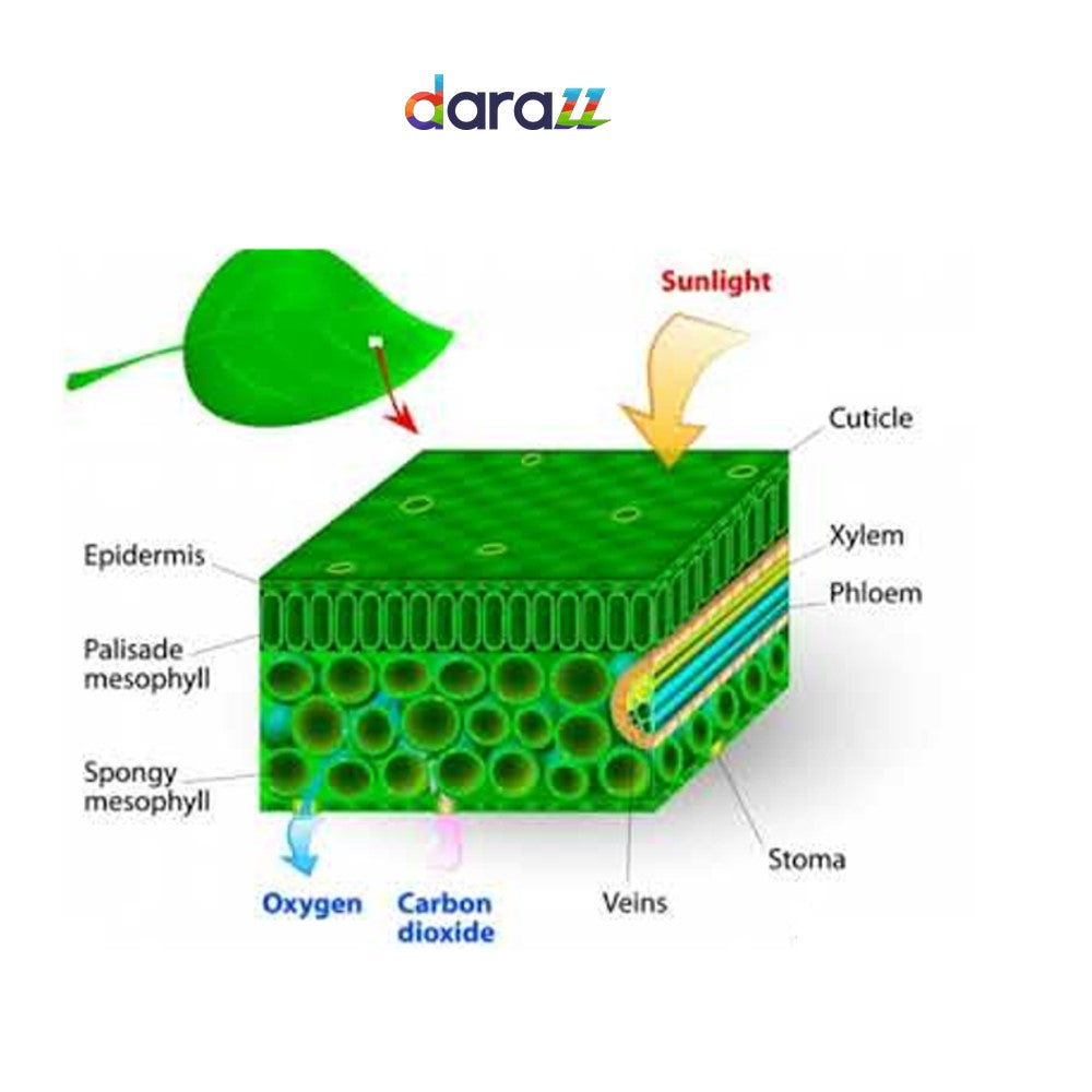 CHLOROPHYLL