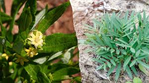 FADOGIA AGRESTIS