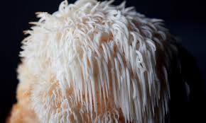 LION'S MANE