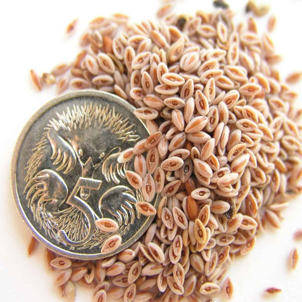 PSYLLIUM HUSK