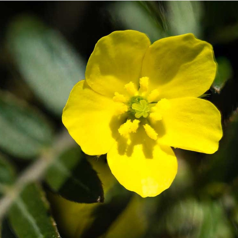 TRIBULUS TERRESTRIS