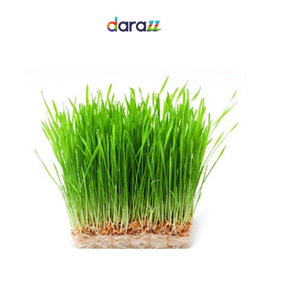 WHEATGRASS