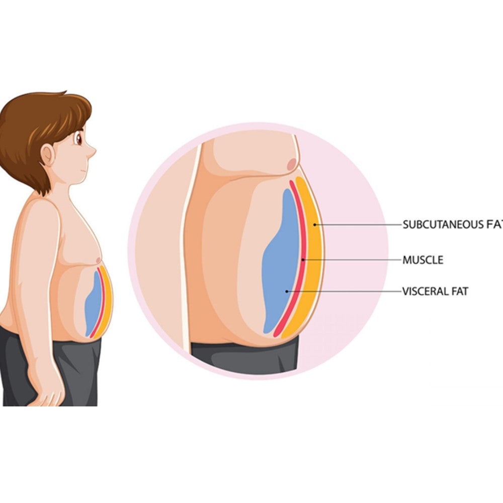 Belly Fat & Visceral Fat Reduction