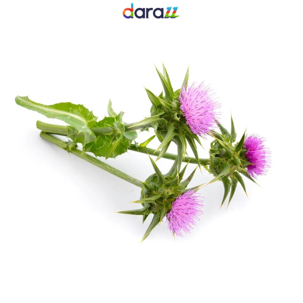 MILK THISTLE