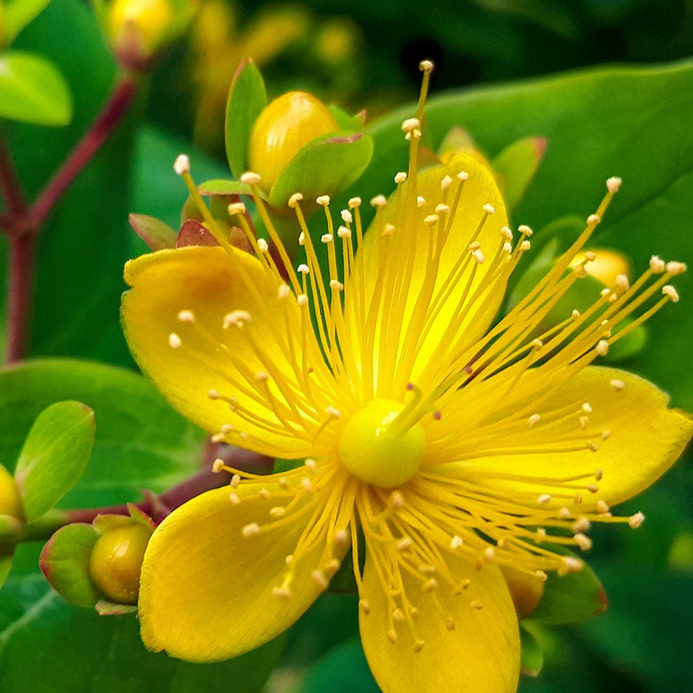 ST. JOHN'S WORT