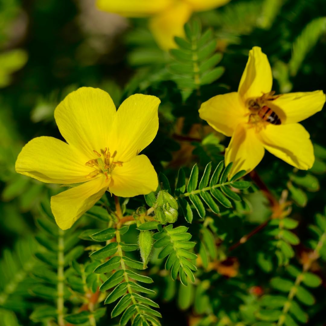 Tribulus Terrestris