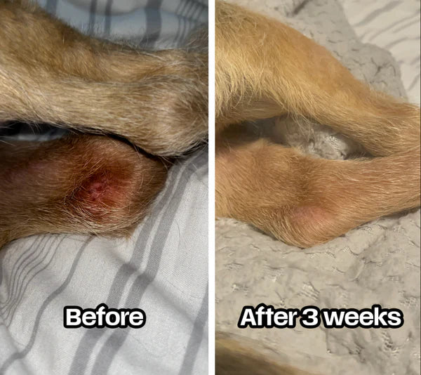 Abletu Stop Itching (dog Supplement)